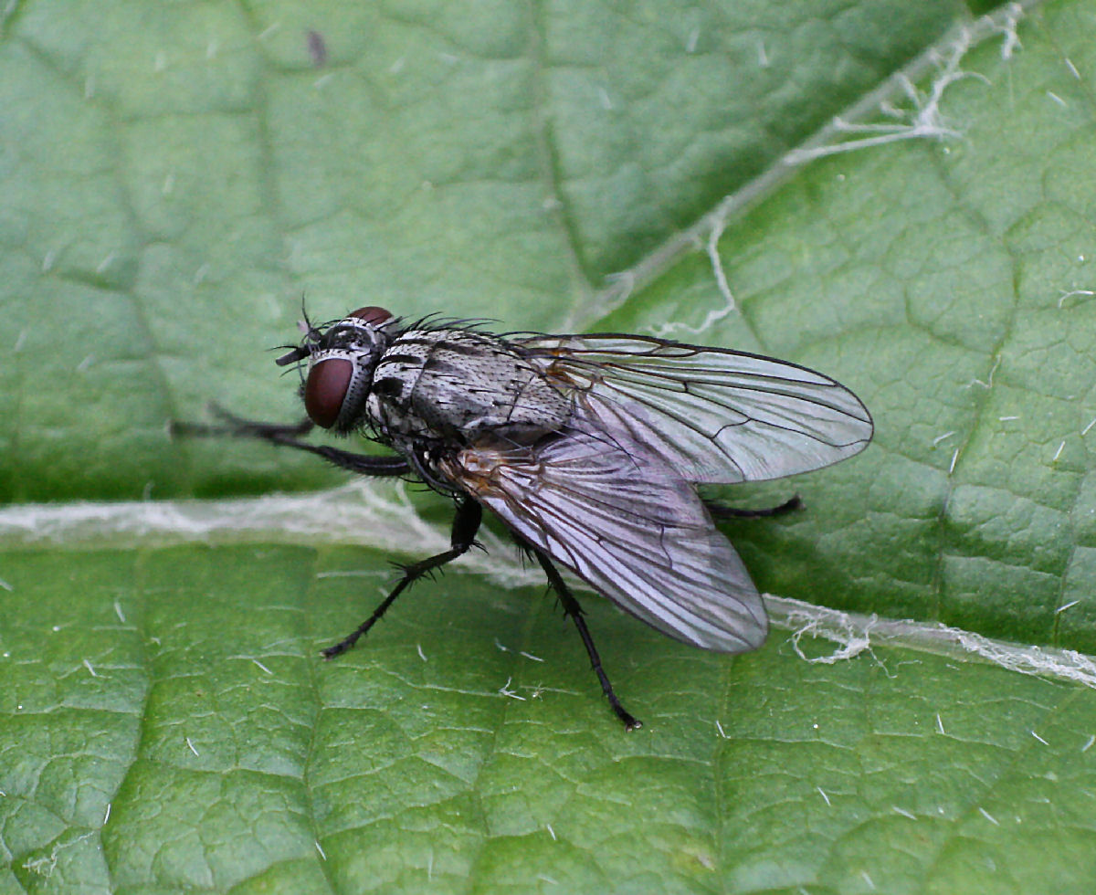 mosca da identificare
